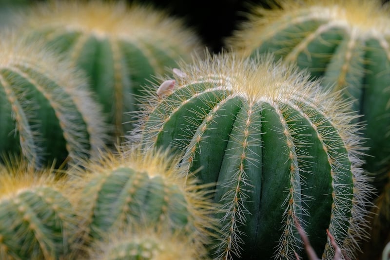 Succulents