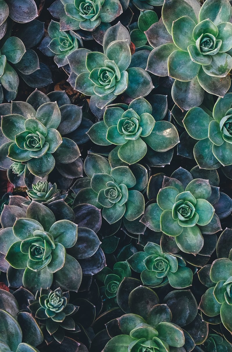 Echeveria succulent