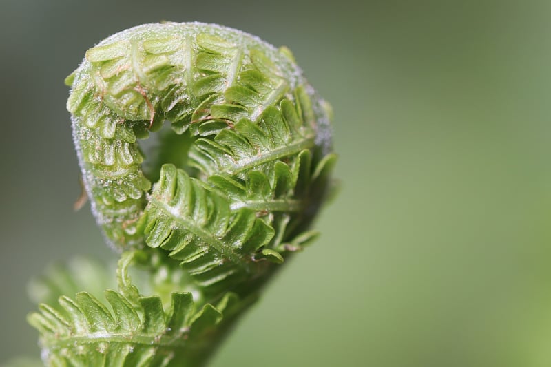 Ferns