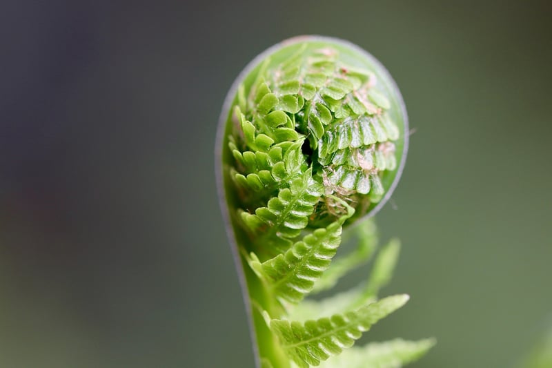 Fern in a vertical garden
