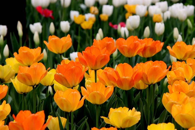 Tulips in Spring