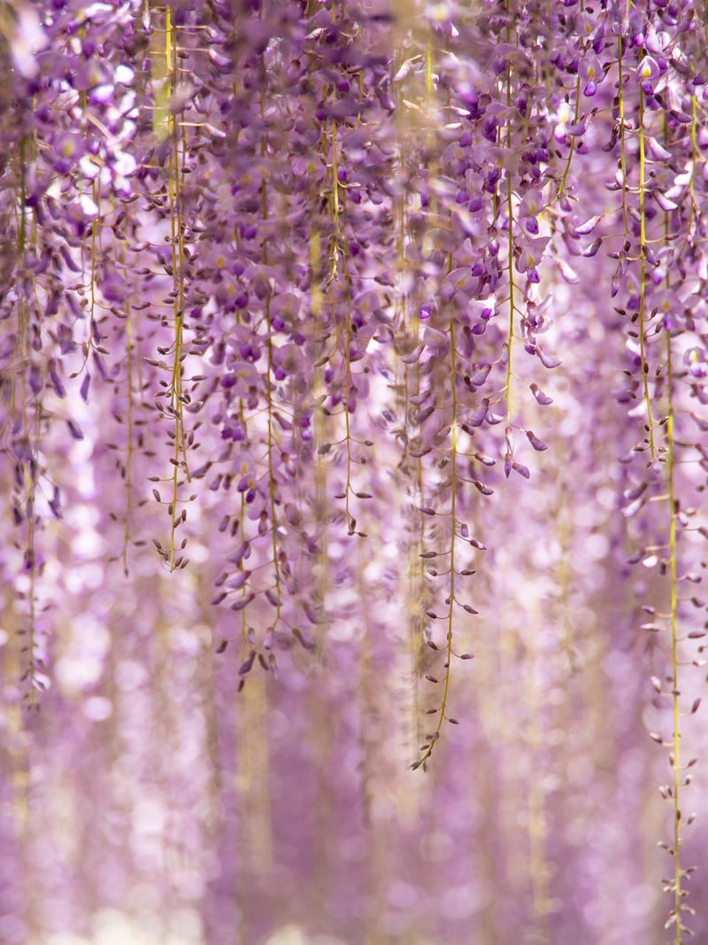 Vertical Garden Inspiration